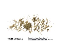 藏品(絹苔屬)的圖片